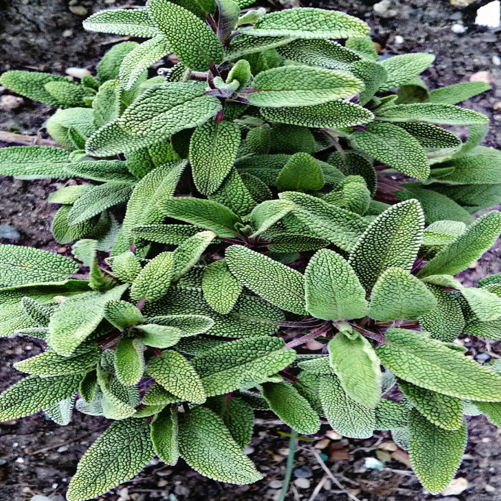 Sage Essential Oil - Beard Oil Benefits